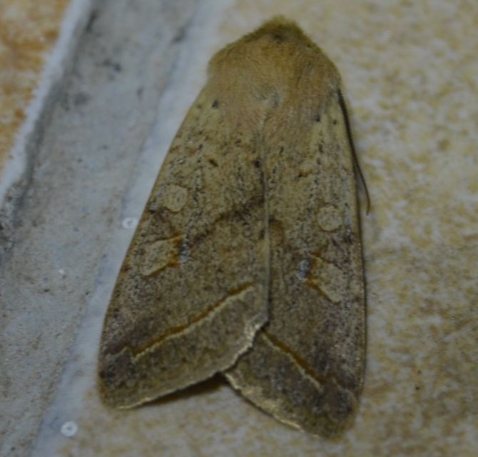Leptologia macilenta - gyertyán-őszibagoly
