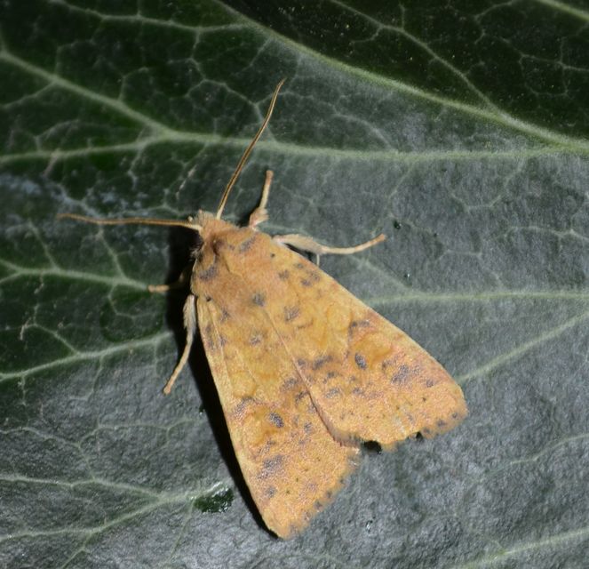 Cirrhia gilvago - foltos sárgabagoly