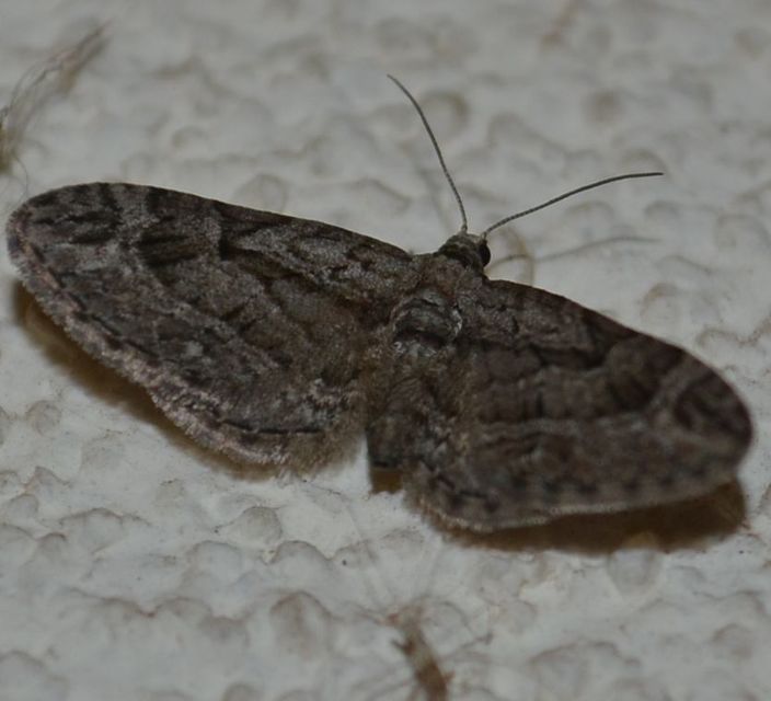 Eupithecia ericeata - feketefenyő-törpearaszoló