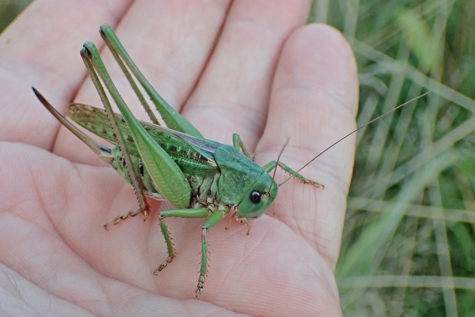 Decticus verrucivorus - szemölcsevő szöcske