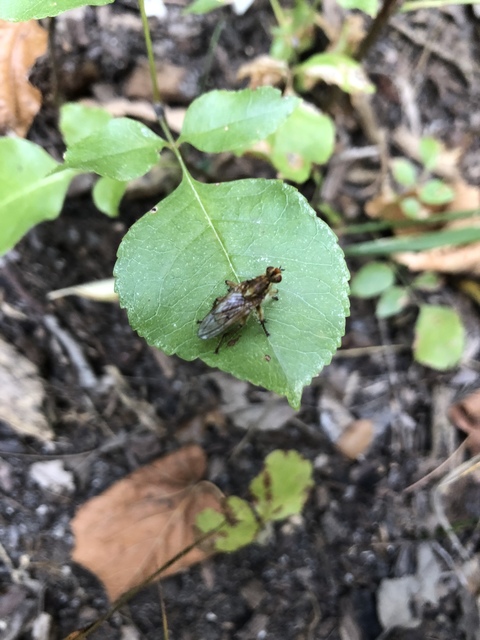 Scathophaga stercoraria - közönséges trágyalégy
