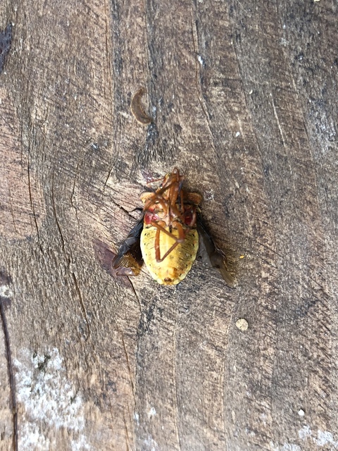 Pentatoma rufipes - vöröslábú címerespoloska Pentatoma rufipes - vöröslábú címerespoloska