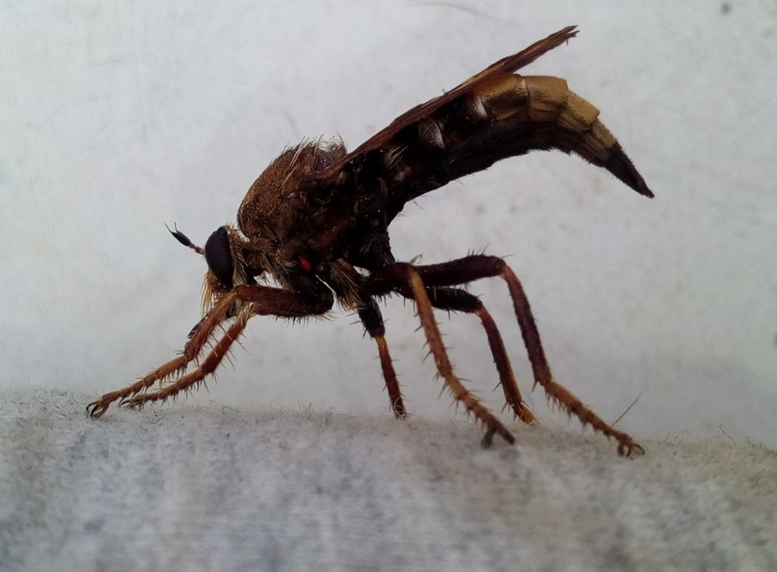 Asilus crabroniformis