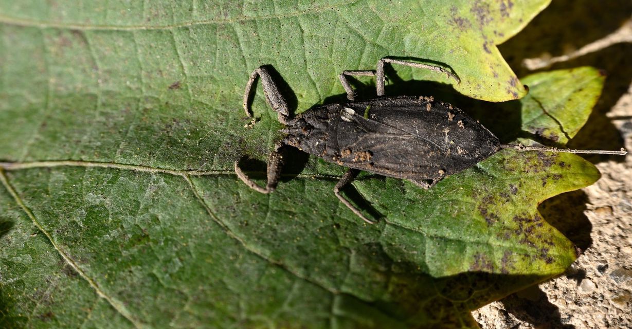 Nepa cinerea - víziskorpió