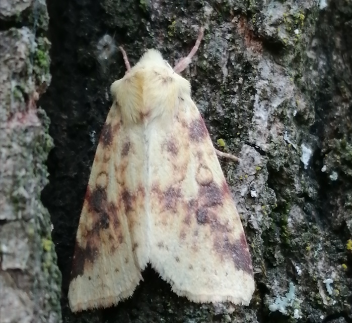 Cirrhia icteritia - nyárfa-sárgabagoly