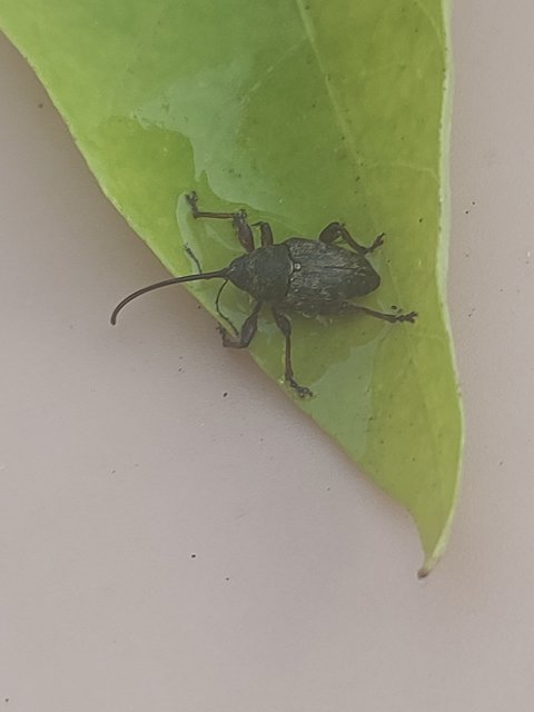Curculio glandium - tölgymakkzsuzsóka