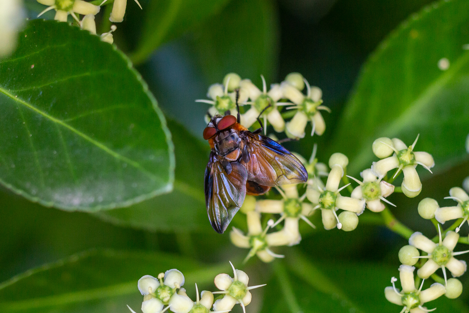 Phasia
