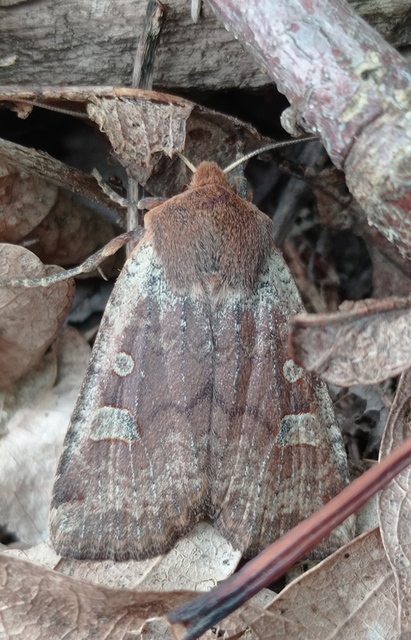 Conistra erythrocephala - vörösfejű őszibagoly