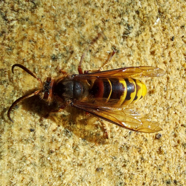 Vespa crabro - lódarázs