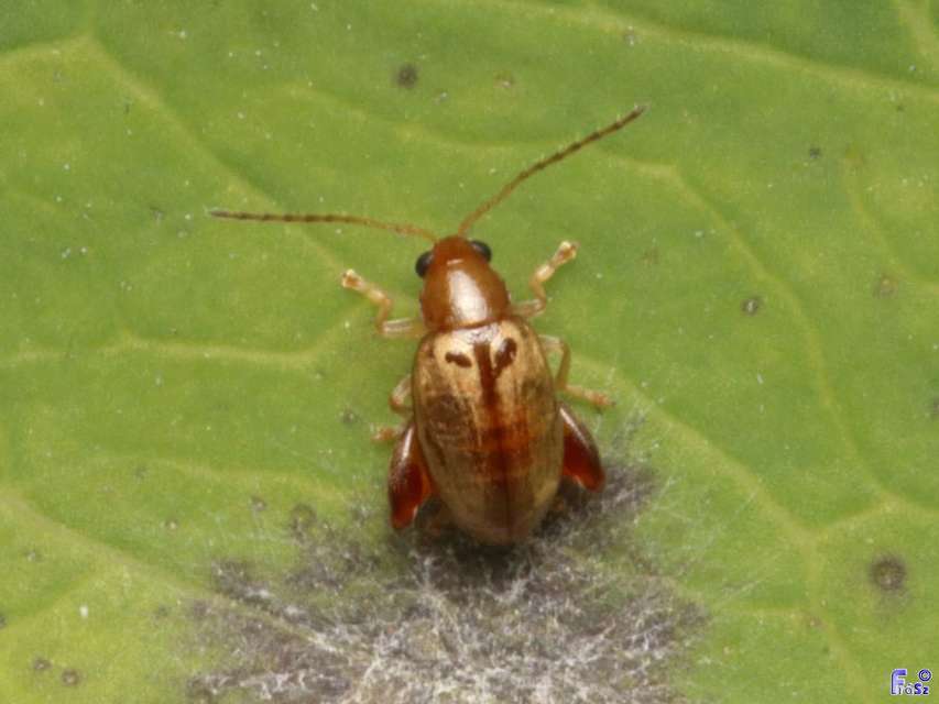 Longitarsus