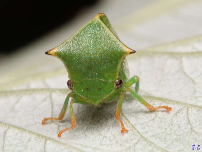 Stictocephala bisonia - bivalykabóca