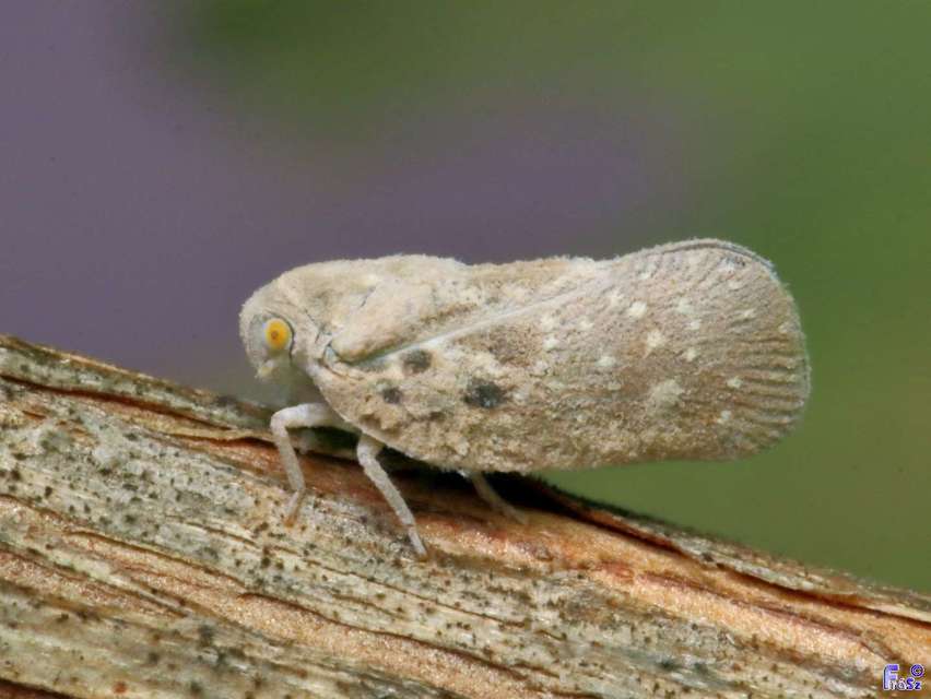 Metcalfa pruinosa - amerikai lepkekabóca