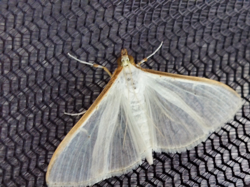 Palpita vitrealis - hófehér tűzmoly