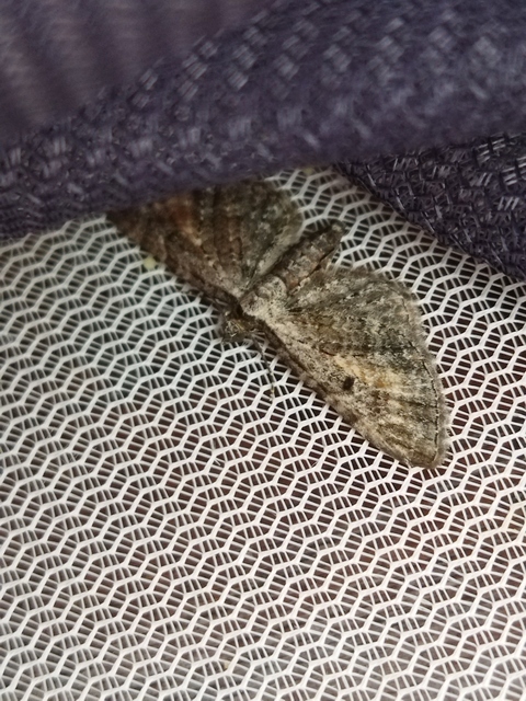 Eupithecia icterata - rozsdafoltos törpearaszoló