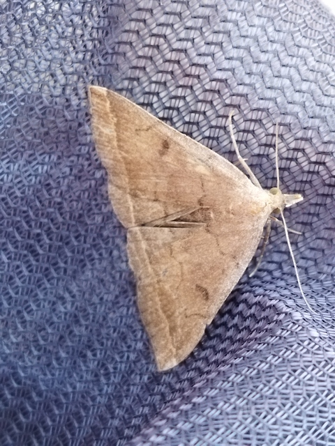 Pechipogo plumigeralis - tollascsápú karcsúbagoly