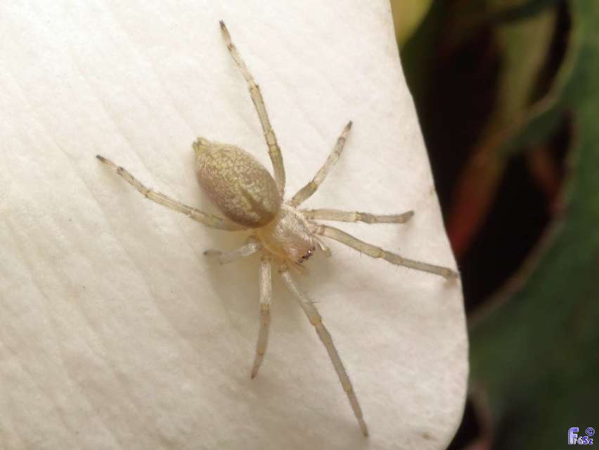 Cheiracanthium