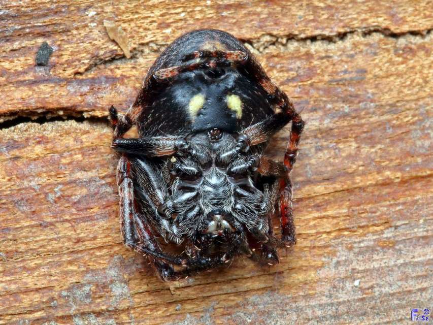 Nuctenea umbratica - közönséges rés-keresztespók