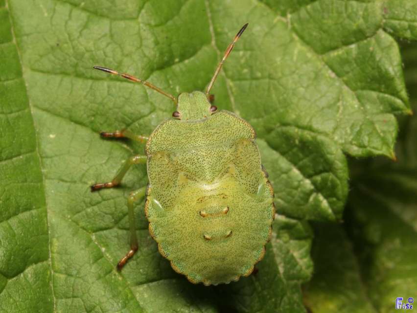 Palomena prasina - zöld bogyómászó-poloska Palomena prasina - zöld bogyómászó-poloska