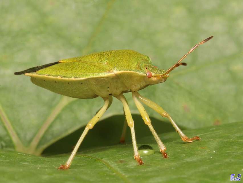 Palomena prasina - zöld bogyómászó-poloska Palomena prasina - zöld bogyómászó-poloska