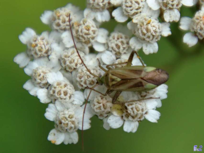 Adelphocoris lineolatus - lucernapoloska