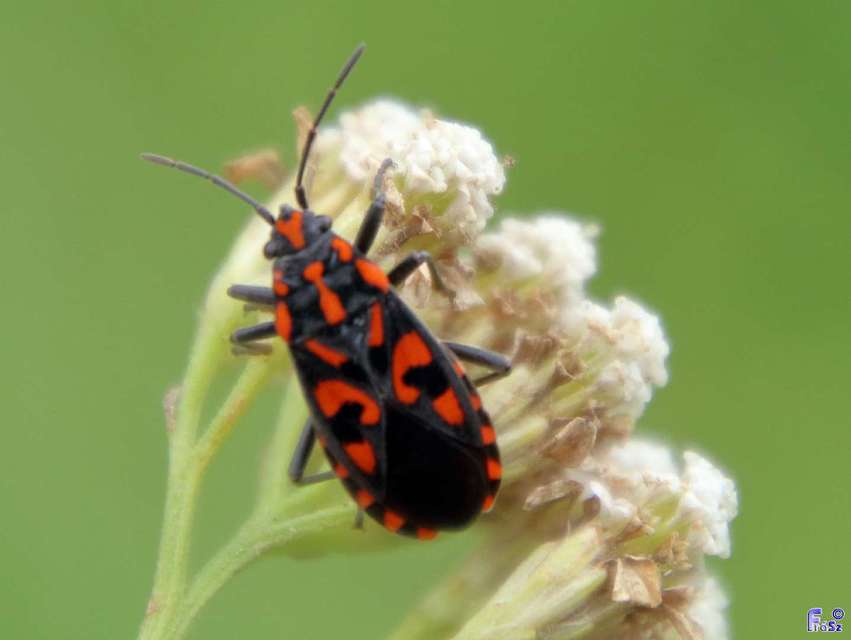 Spilostethus saxatilis - virágbodobács
