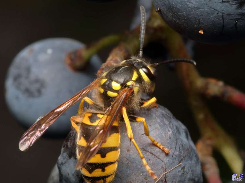 Vespula germanica - német darázs