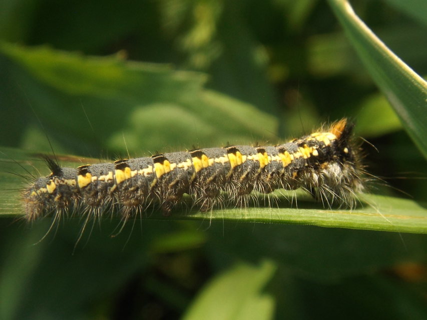 Euthrix potatoria - szomjas pohók