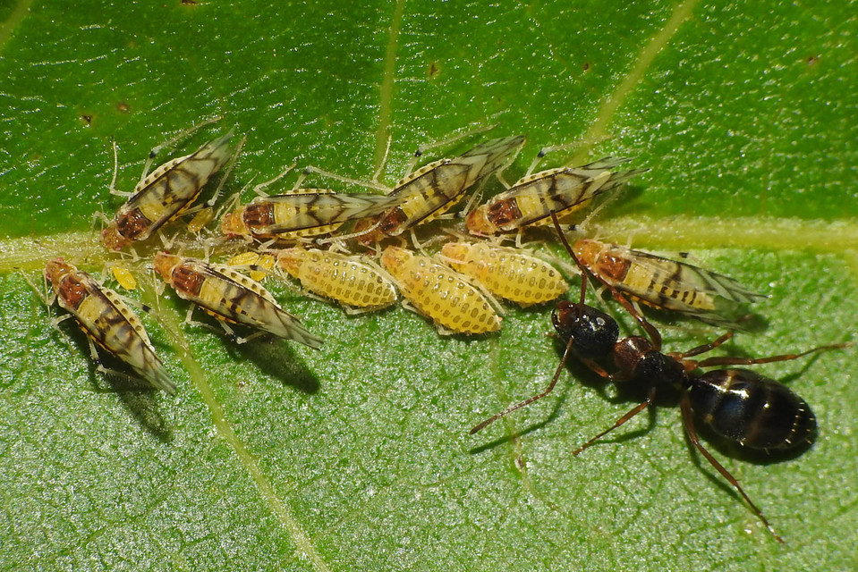 Panaphis juglandis