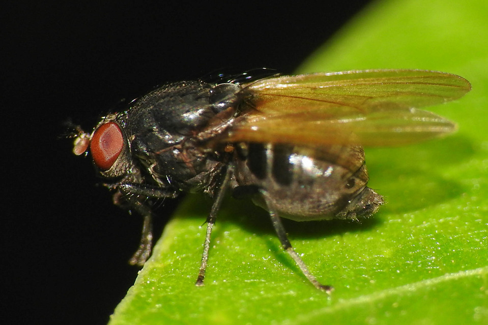 Minettia longipennis
