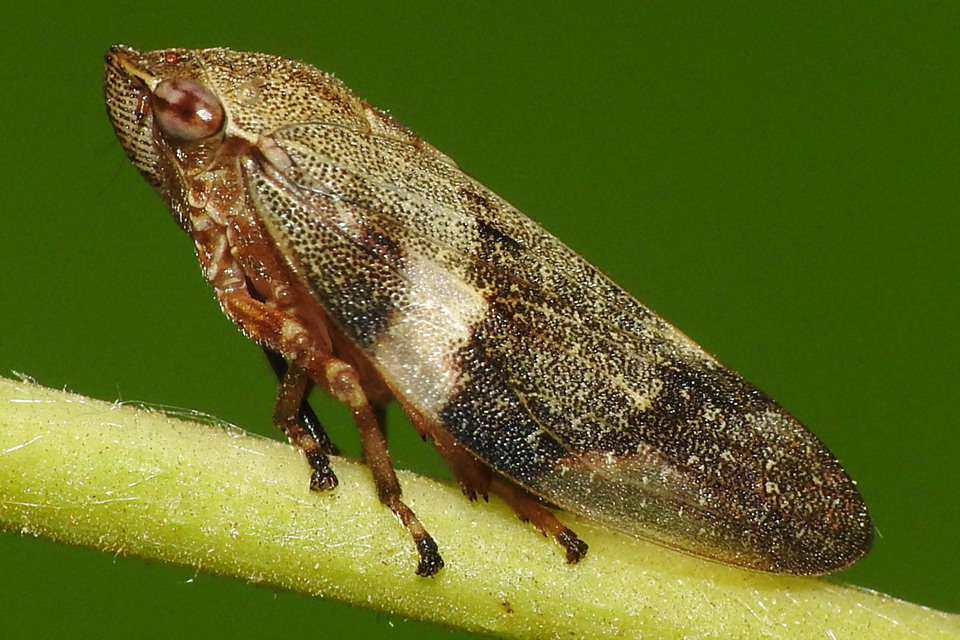 Aphrophora alni