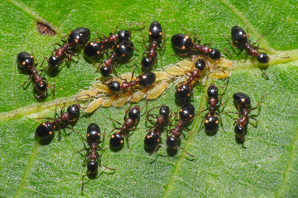 Dolichoderus quadripunctatus - négypettyes erdeihangya