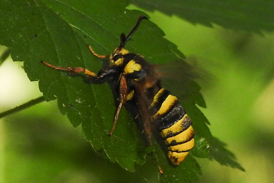 Sesia apiformis - darázslepke