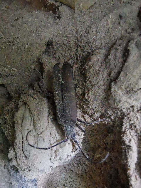 Aegosoma scabricorne - diófacincér