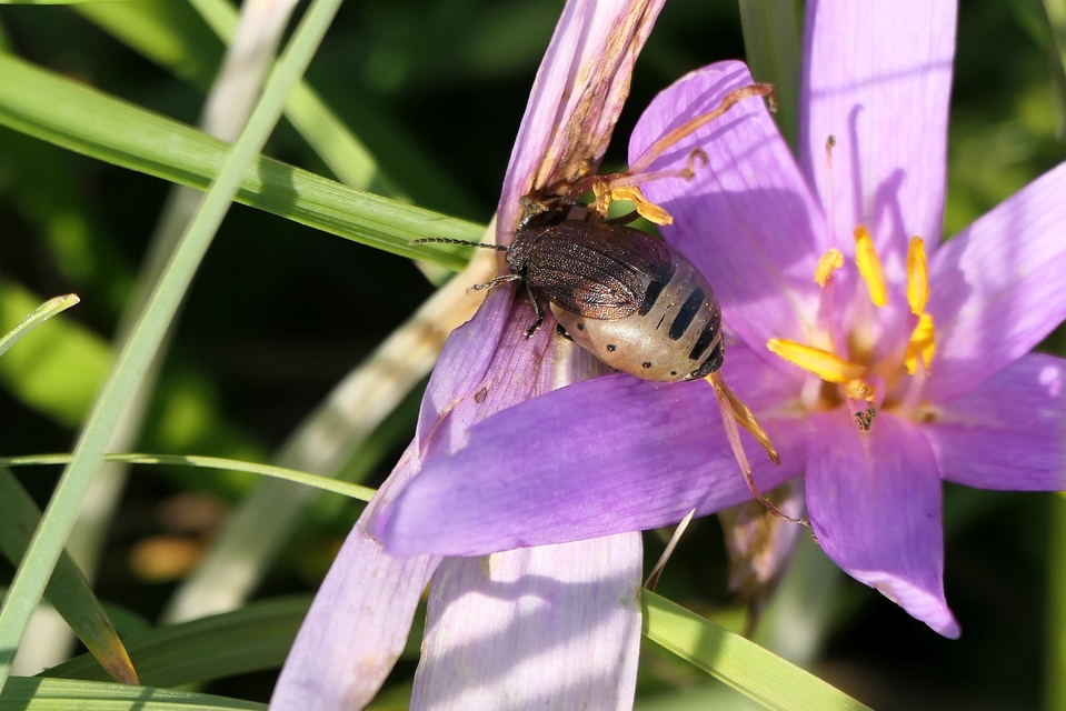 Galeruca pomonae - barna olajosbogár