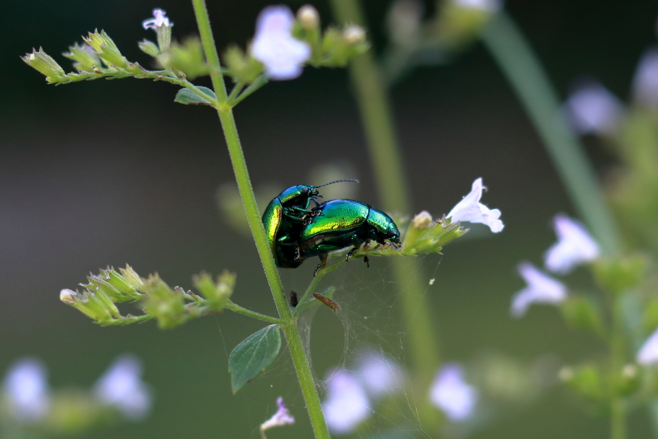 Chrysolina herbacea - zöld mentalevelész