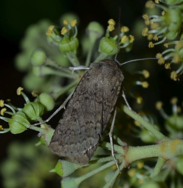 Rhyacia simulans - hamvas földibagoly