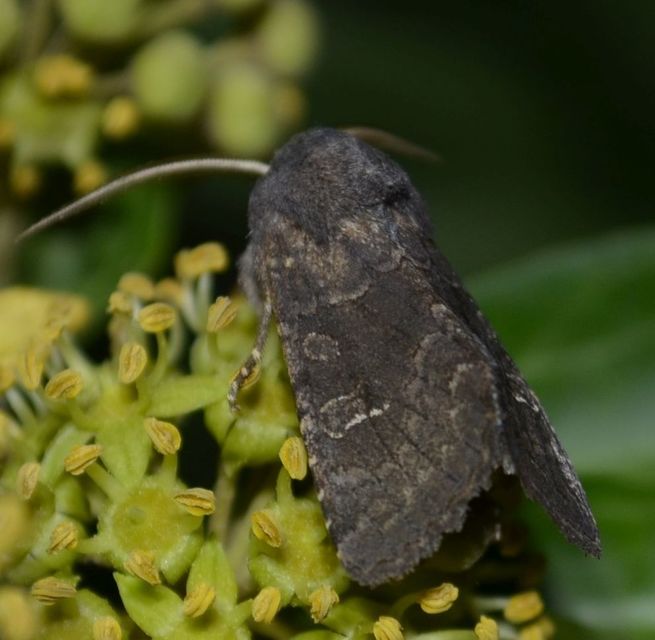 Aporophyla lutulenta - sziki őszibagoly