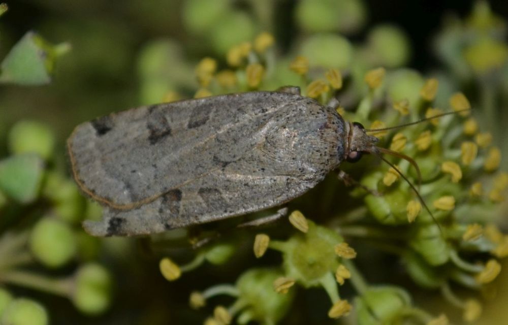 Noctua orbona - foltos sárgafűbagoly