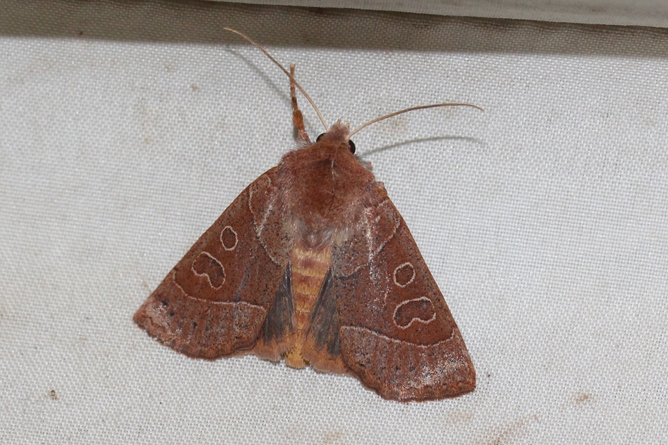 Mesogona acetosellae - madársóskabagoly