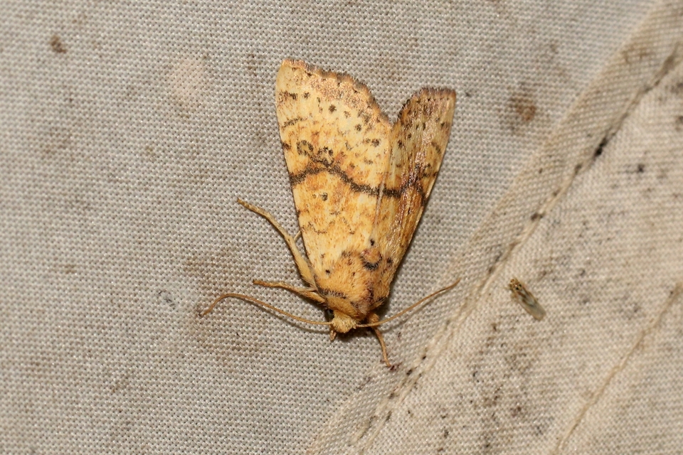 Tiliacea sulphurago - kénes sárgabagoly