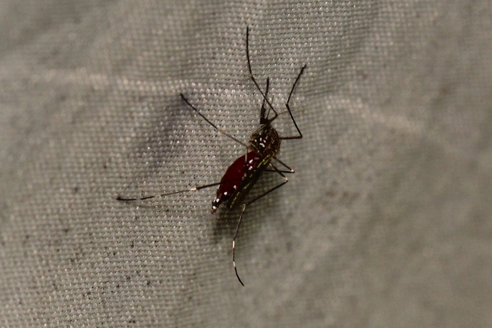 Aedes japonicus/koreicus