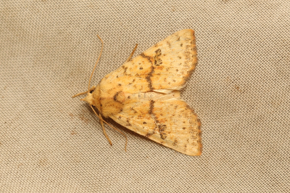 Tiliacea sulphurago - kénes sárgabagoly