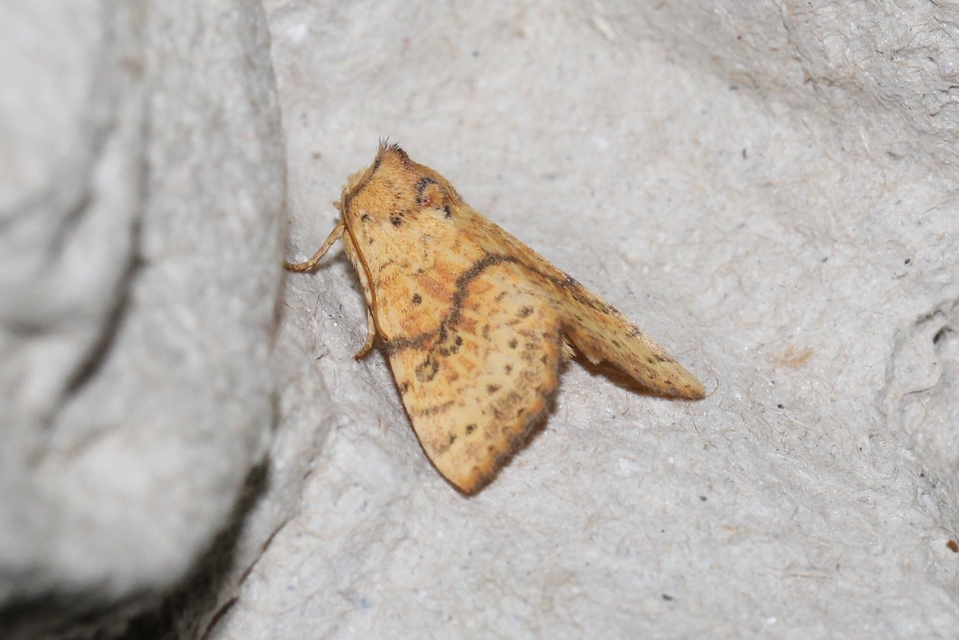 Tiliacea sulphurago - kénes sárgabagoly