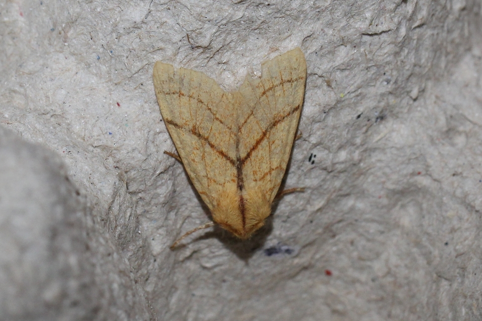 Tiliacea citrago - citromszínű sárgabagoly
