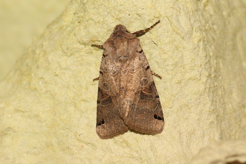 Anchoscelis litura - tarka őszibagoly