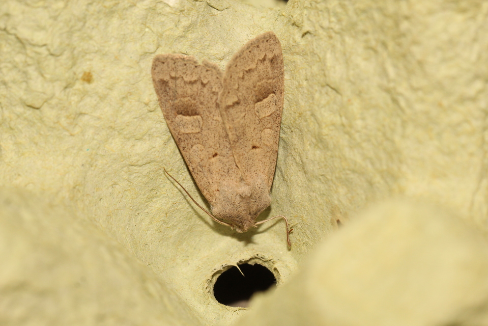 Ammoconia caecimacula - szürke őszibagoly