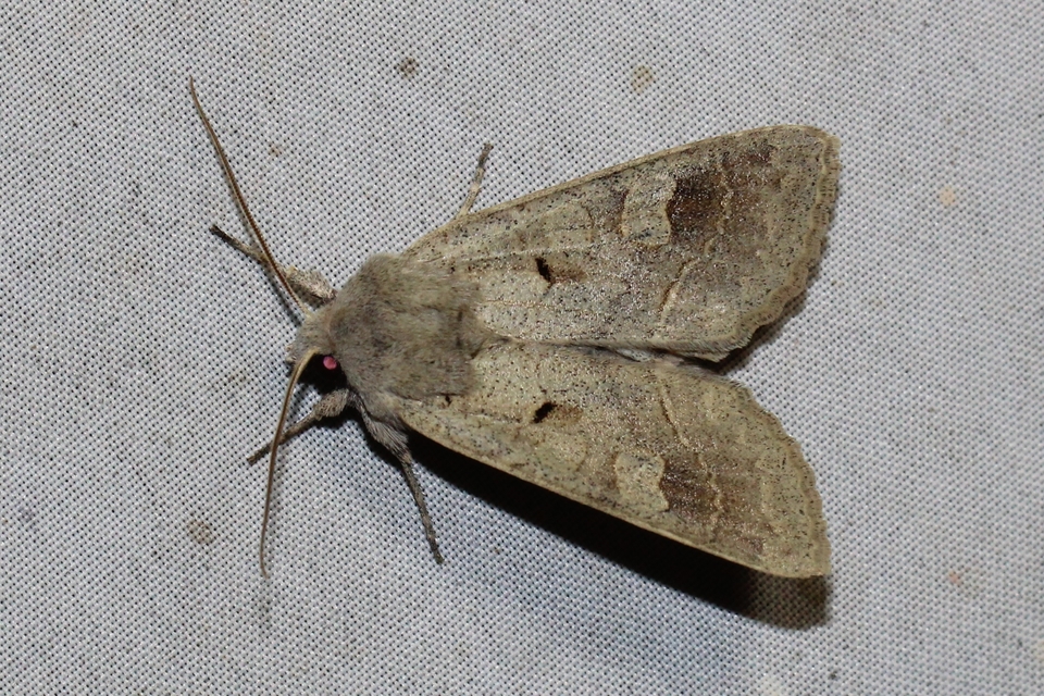 Ammoconia caecimacula - szürke őszibagoly