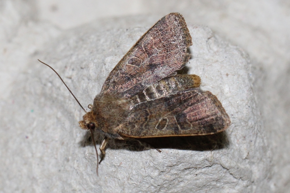 Anchoscelis nitida - rozsdabarna őszibagoly