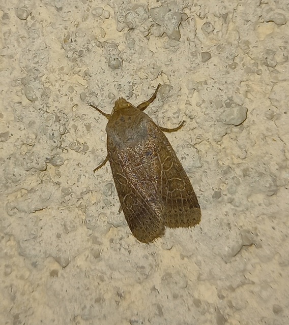 Anchoscelis nitida - rozsdabarna őszibagoly