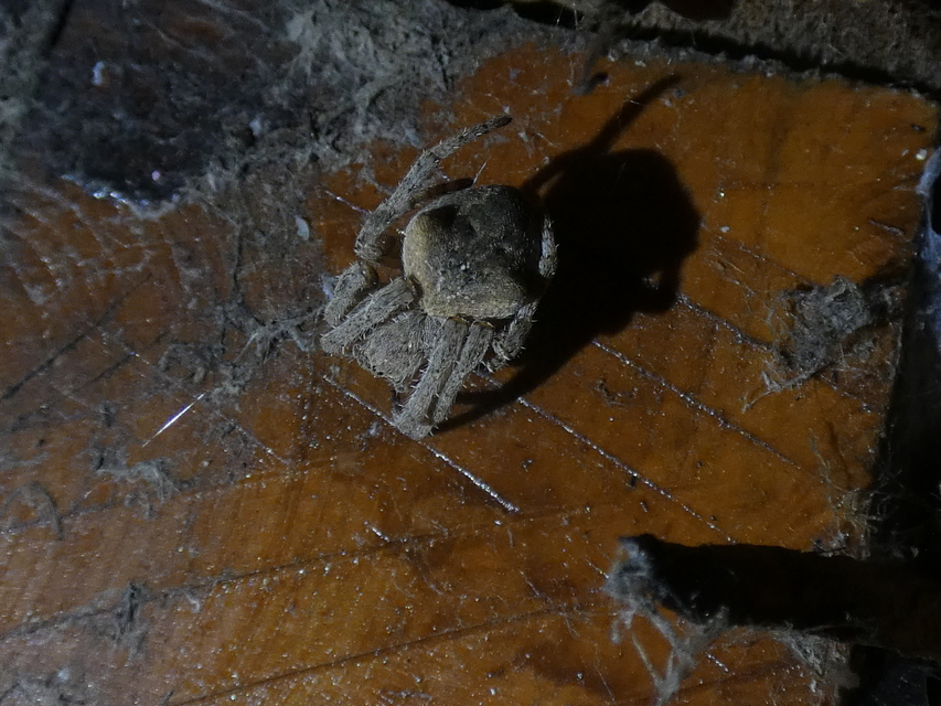 Araneus circe/angulatus